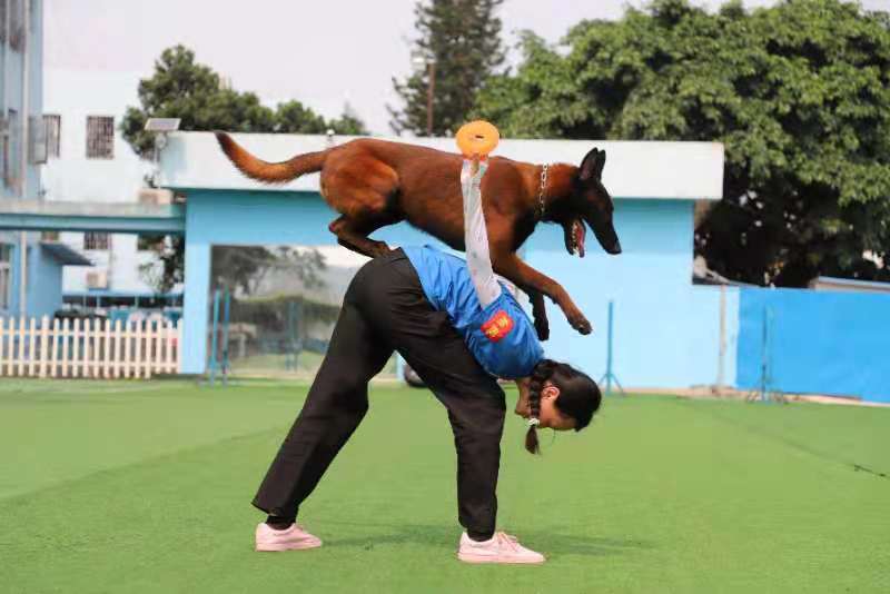 武汉本地宠物训犬师学校费用